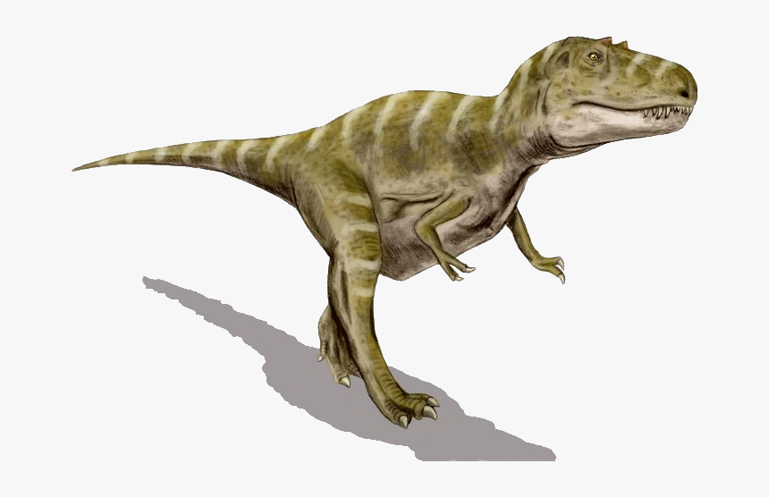 Gorgosaurus Bw Transparent - Gorgosaurus And Tyrannosaurus, HD Png Download, Free Download