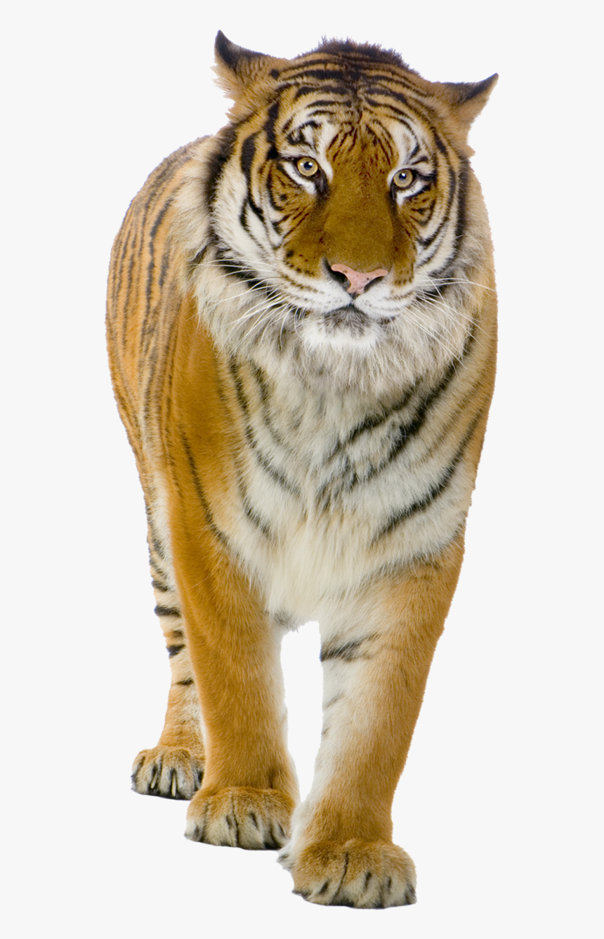 Tiger Png Picture - Real Tiger Png, Transparent Png, Free Download