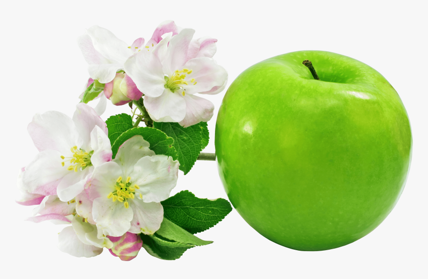 Apple Green Flowers - Green Apple Flower Png, Transparent Png, Free Download