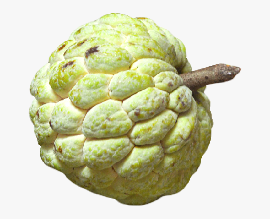 Custard Apple Png Image - Custard Apple Png, Transparent Png, Free Download