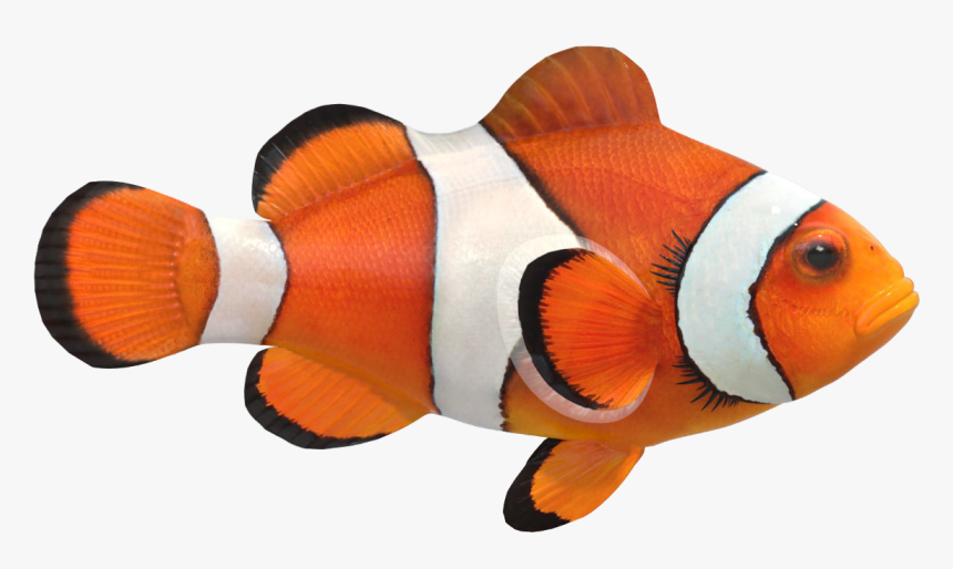 Clown Fish Png Image File - Clown Fish Png File, Transparent Png, Free Download
