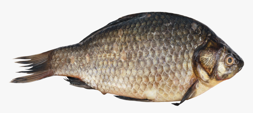 Fish Png, Transparent Png, Free Download