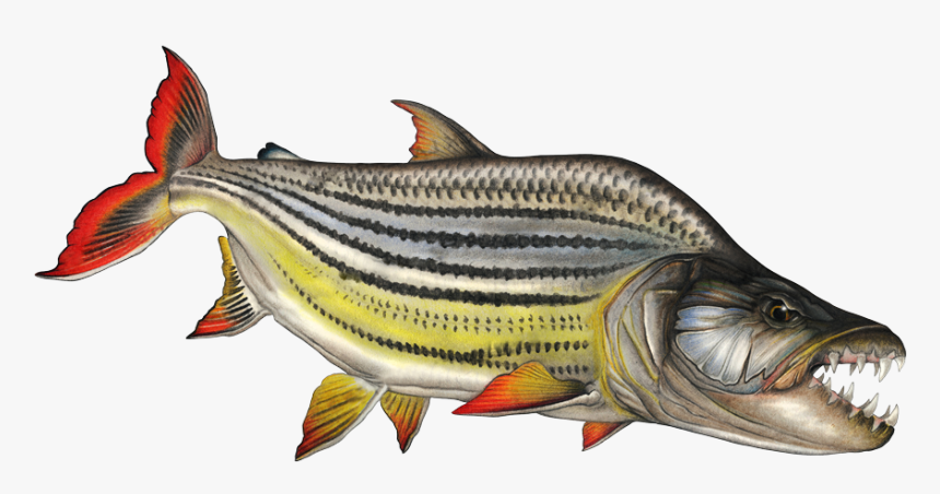 Tiger Fish Png - Tiger Fish Clipart, Transparent Png, Free Download