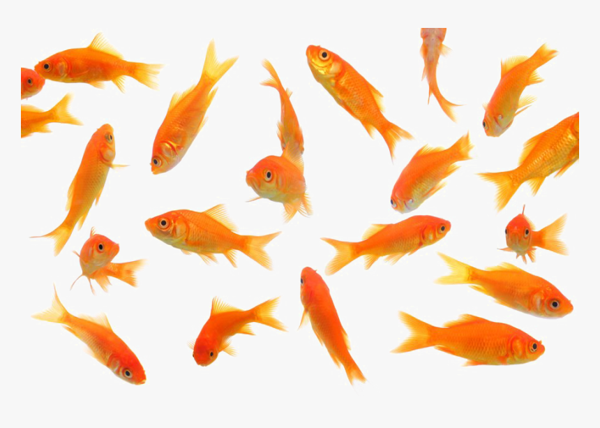 Goldfish Png Picture - Gold Fishes Png, Transparent Png, Free Download