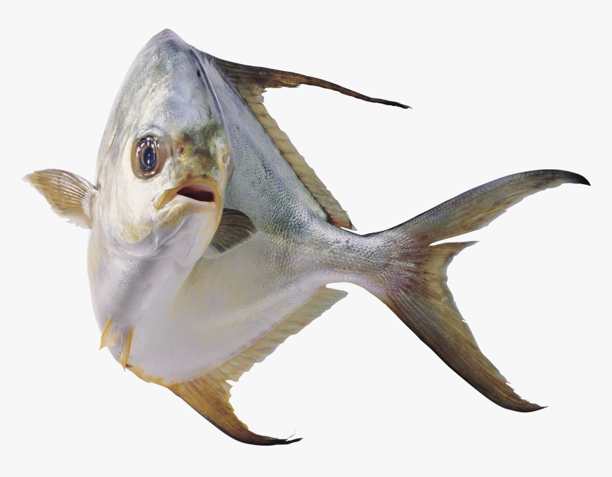 Now You Can Download Fish Icon - Fish Fresh Under Water Transparent Background, HD Png Download, Free Download