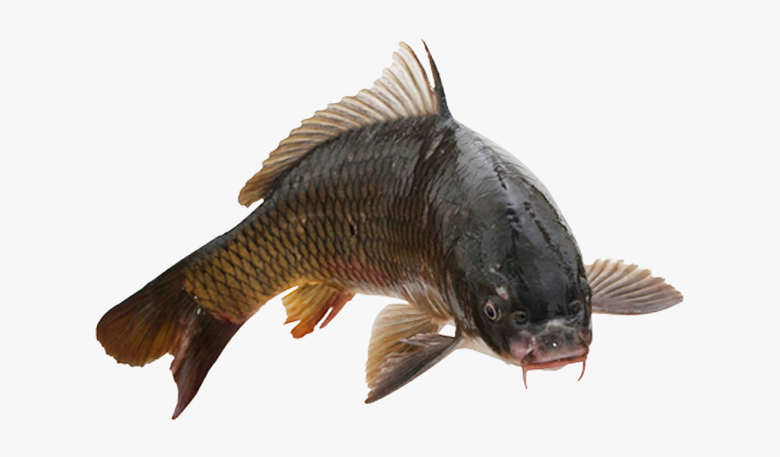 Common Carp Fish No Background Transparent Png Image - Fish On White Background, Png Download, Free Download