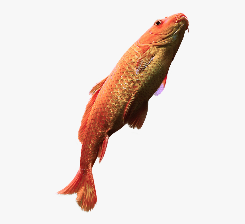 Fish Salmon With Water Png - Png Fish In Water, Transparent Png, Free Download