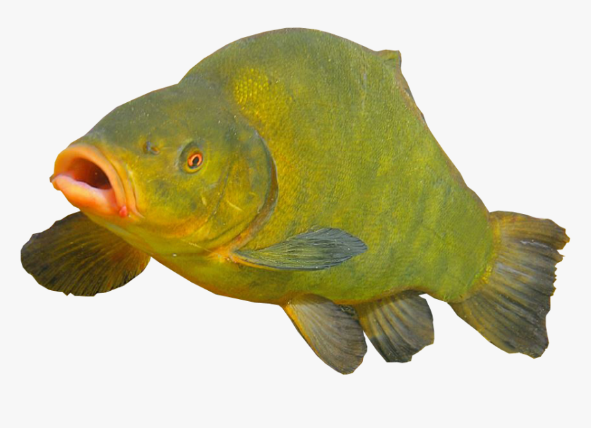 Tench Fish - Fish Image Transparent Background, HD Png Download, Free Download