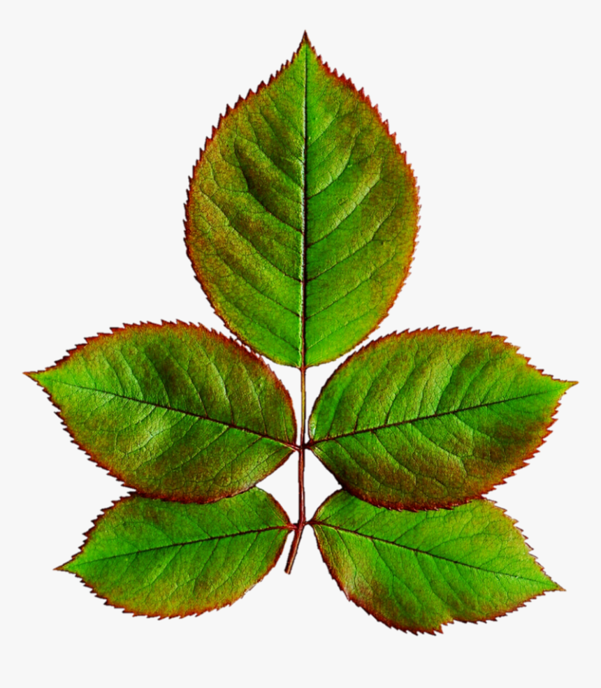 Rose Leaves Png - Leaves Of Rose Plant, Transparent Png, Free Download