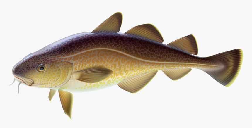 Carp Fish Png Clipart - Carp Png, Transparent Png, Free Download