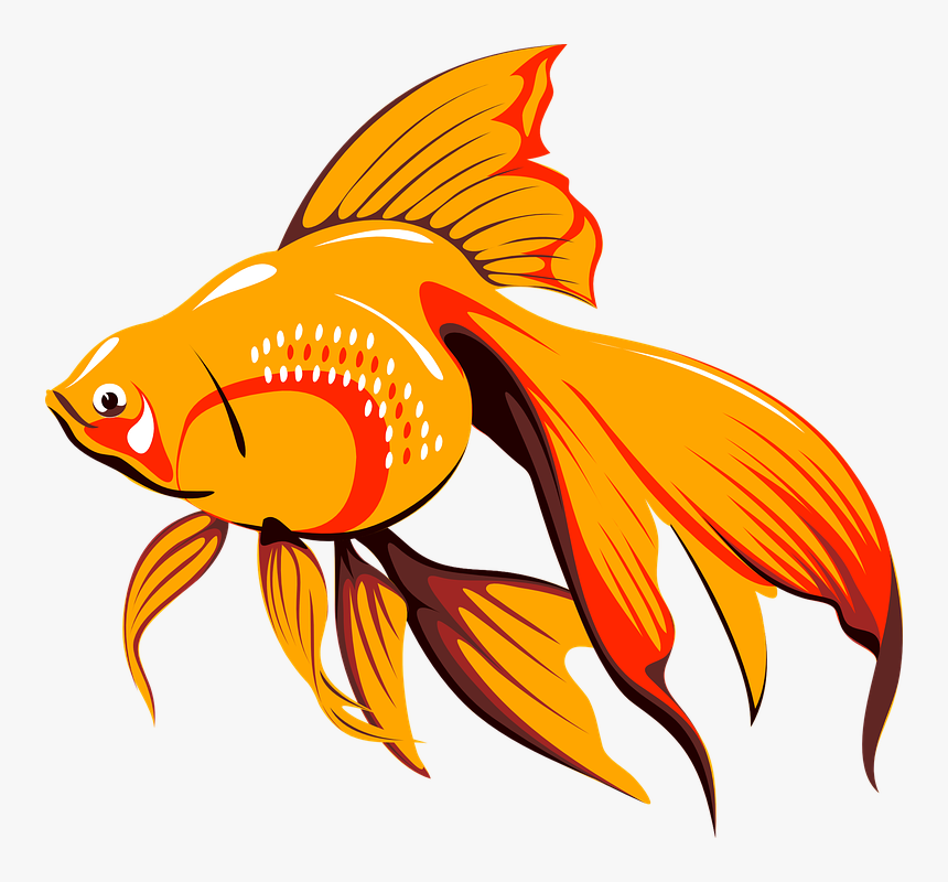 Fish Gif Png, Transparent Png, Free Download