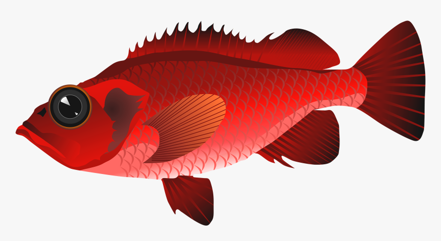 Red Fish Png Clipart - Clip Art Red Fish, Transparent Png, Free Download