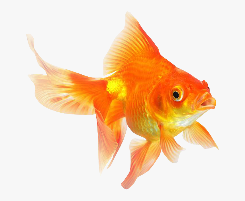 Transparent Gold Fish Png - Goldfish Png, Png Download, Free Download