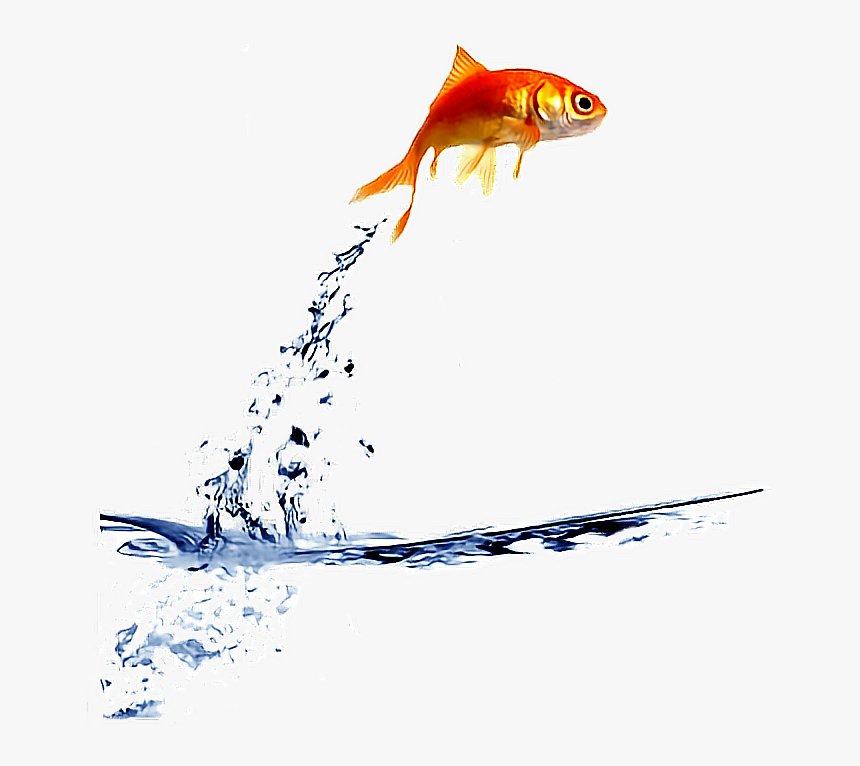 Fish Jumping Out Of Water Png - Fish Jumping Transparent Background, Png Download, Free Download