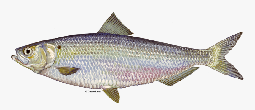 Illustration Of A Blueback Herring - Blueback Herring Fish, HD Png Download, Free Download