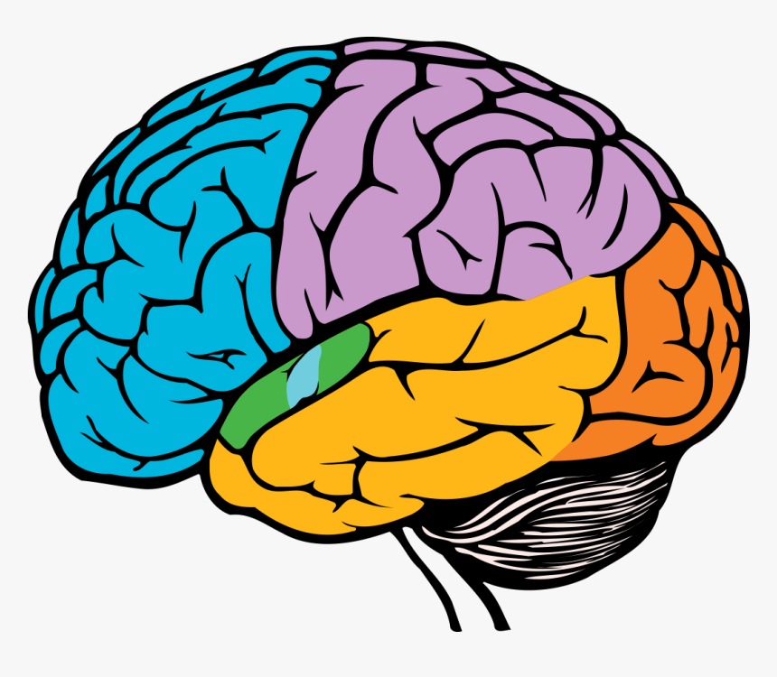 Parts Of The Brain Png - Brain In Black And White, Transparent Png, Free Download