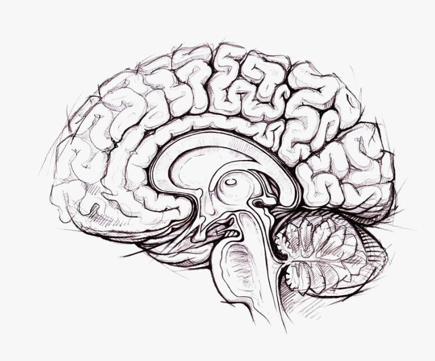 Brain Png Photo - Brain Anatomy Drawing, Transparent Png, Free Download