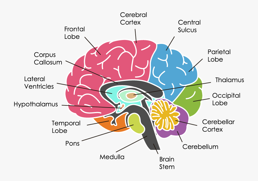 Biggest Part Of The Brain, HD Png Download, Free Download