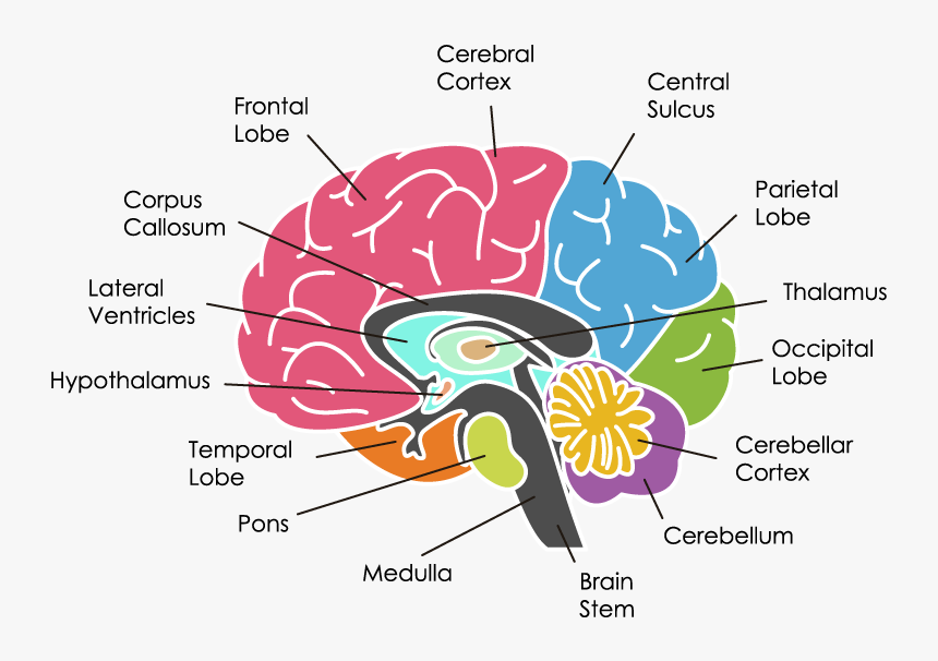 Brain structure. Parts of the Brain. The Parts of Human Brain and their functions. Parts and structures of the Brain. Human structure