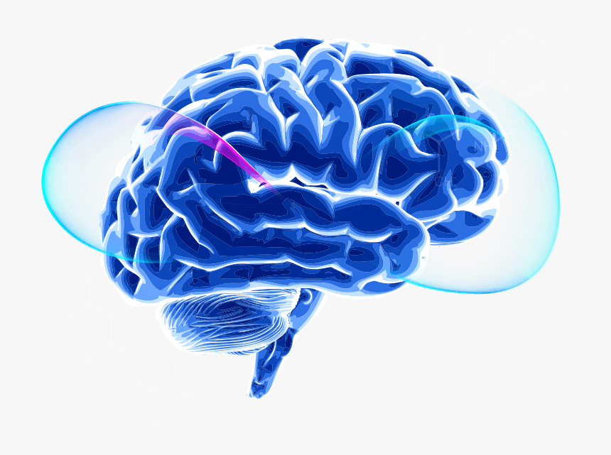 Биохимия мозга. Мозг PNG. Диджитал мозг. Цифровой мозг вектор.