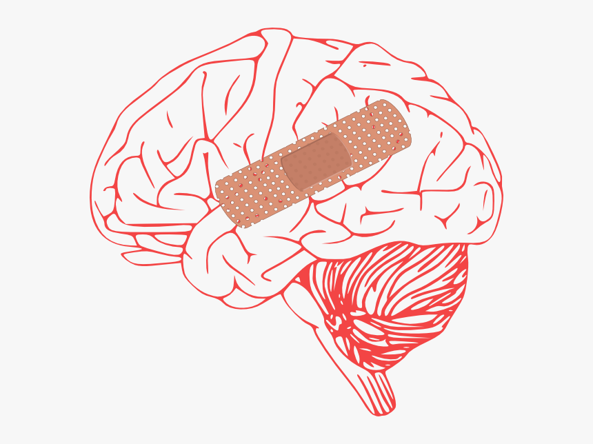 Brain Injury Png - Outline Of Human Brain, Transparent Png, Free Download