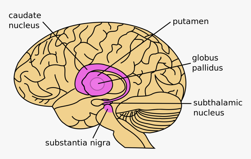 Png Transparent Stock Drawing Brain Neuroscience - Substantia Nigra And Subthalamic Nucleus, Png Download, Free Download