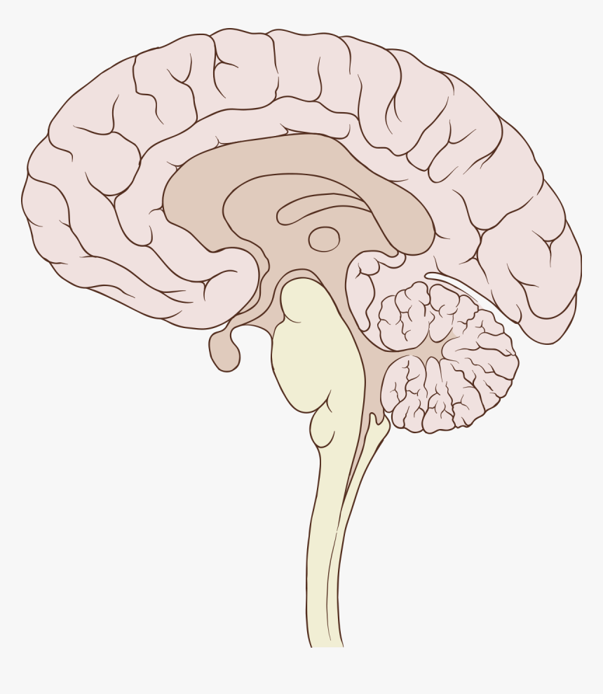 Brain Sagittal, HD Png Download, Free Download