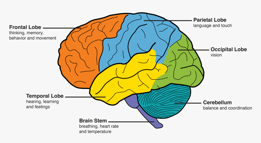 Dementia Amp The Brain Memory And Aging Center - Frontal Lobe, HD Png Download, Free Download