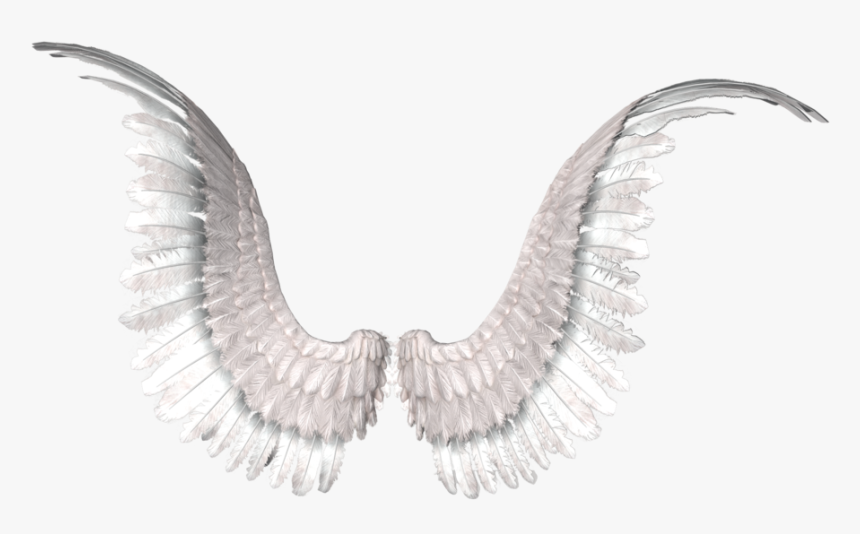 Wings Photo Editing, Tumblr Png, Angel Wings, Image - Golden Retriever With Angel Wings, Transparent Png, Free Download