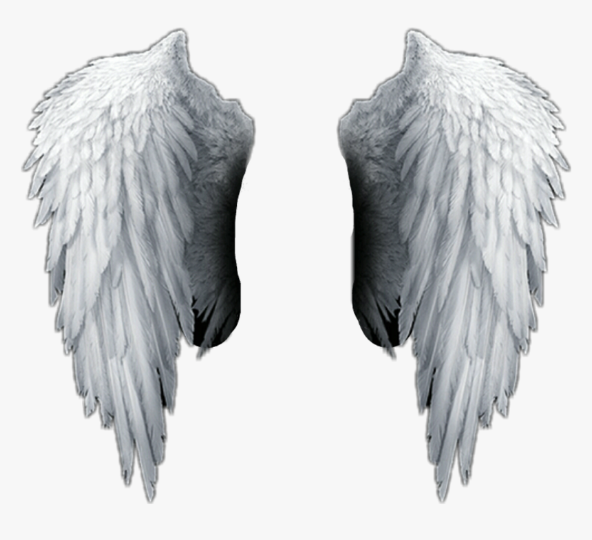 Angel Wings Png Hd , Png Download - Transparent Background Angel Wings Png, Png Download, Free Download