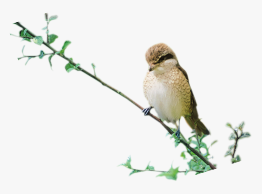 Birds Psd-image - Old World Flycatcher, HD Png Download, Free Download