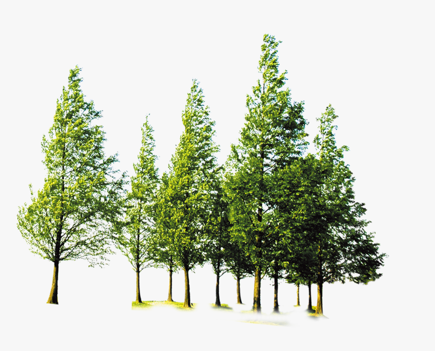 Forest Trees Png - Transparent Forest Png, Png Download, Free Download