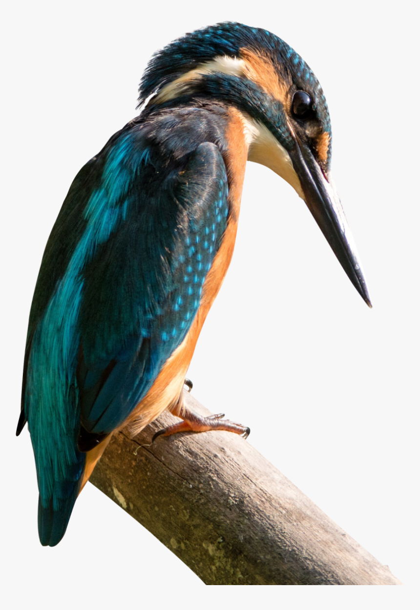 Kingfisher Png Transparent Image - Bird Watching Quotes, Png Download, Free Download
