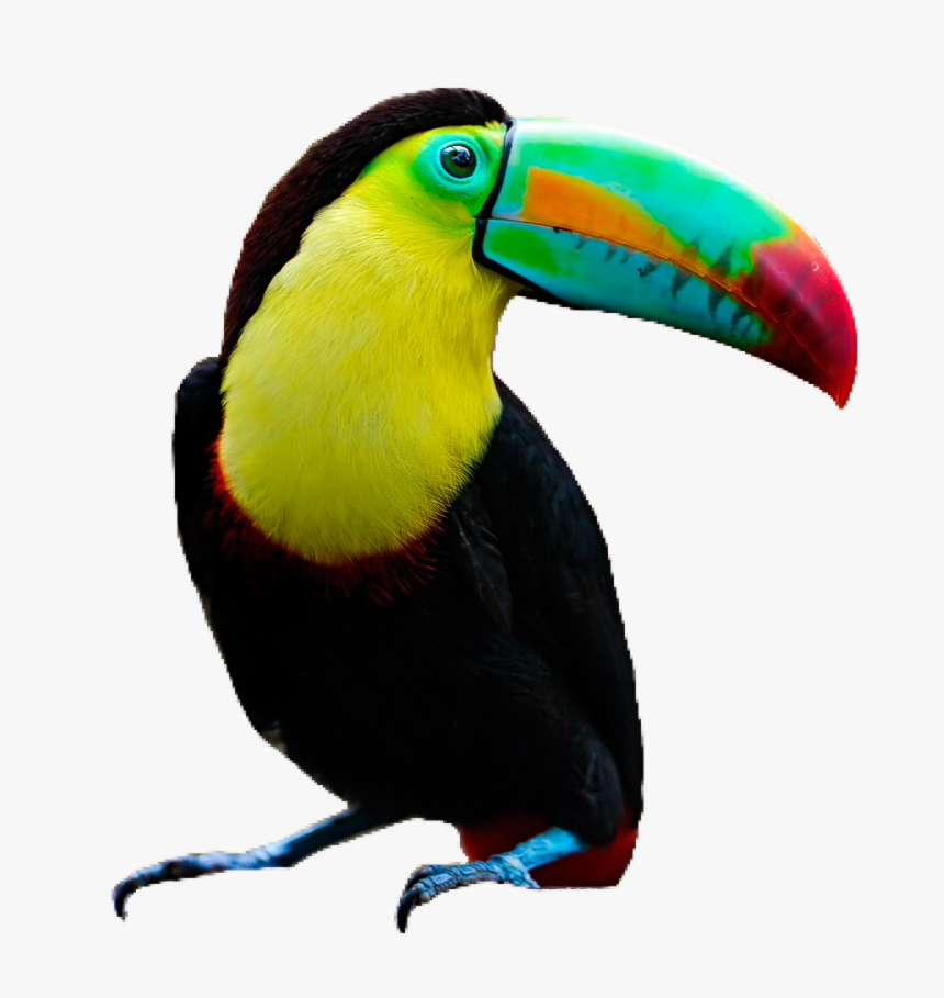 #toucan #bird #pngs #png #lovely Pngs #usewithcredit - Toucan Png, Transparent Png, Free Download