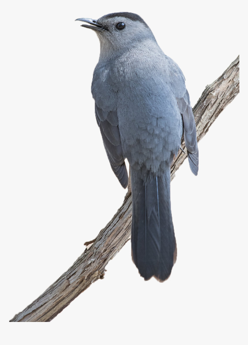 Transparent Wild Animals Png - Gray Catbird, Png Download, Free Download