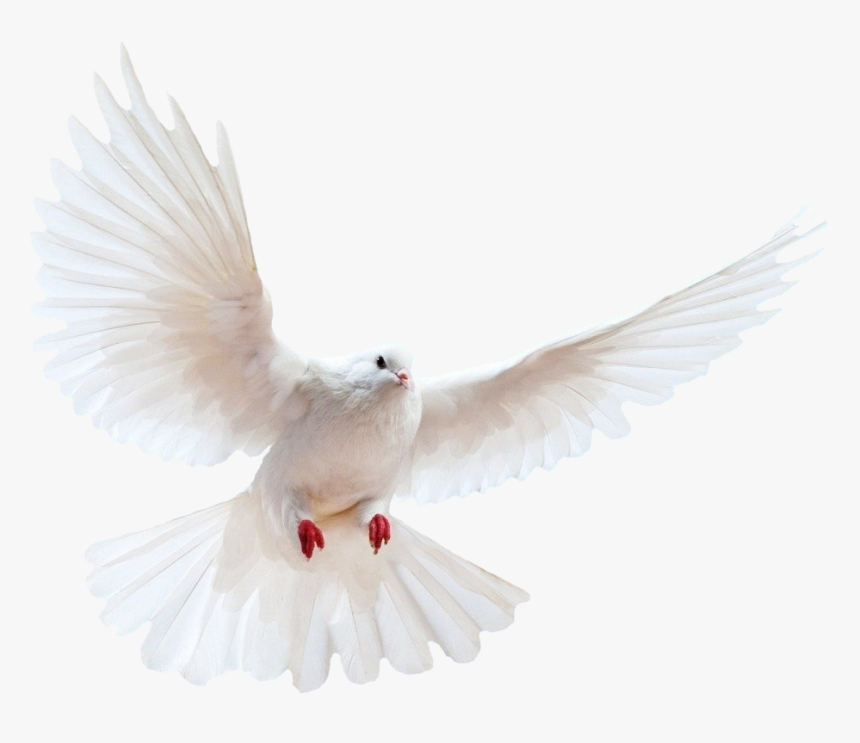 White Dove Transparent Image Bird Image With Transparent - Png For Photoshop Background, Png Download, Free Download