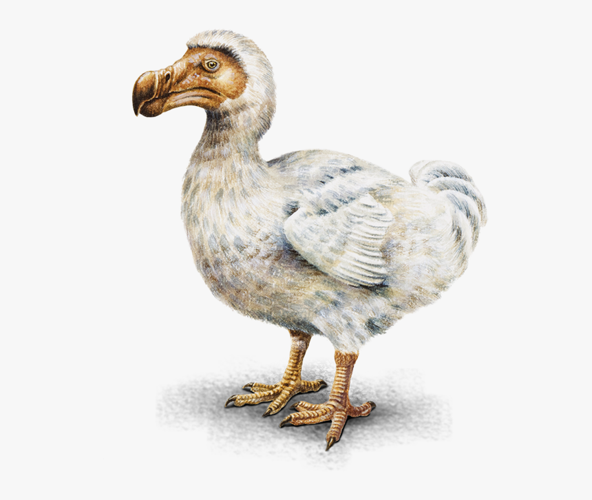 Transparent Sidebar Bird - Dodo In Mauritius Png, Png Download, Free Download