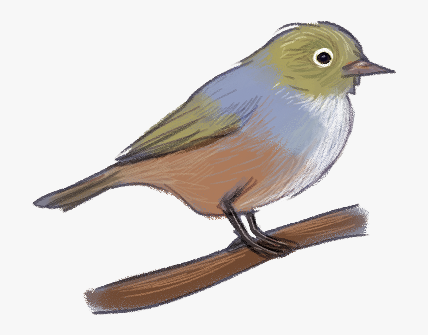 Clipart Birds Nightingale - Old World Flycatcher, HD Png Download, Free Download