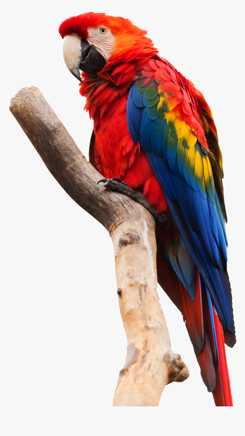 Parrot Macaw Png Transparent Image - Scarlet Macaw White Background, Png Download, Free Download