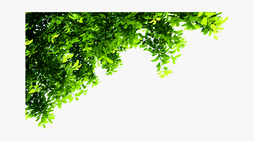 Top Tree Transparent Pictures - Tree Background Hd Png, Png Download, Free Download