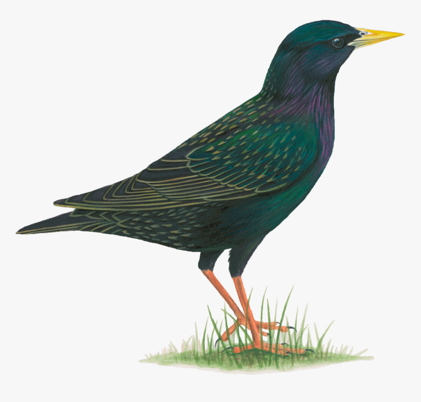 Common Starling Png, Transparent Png, Free Download