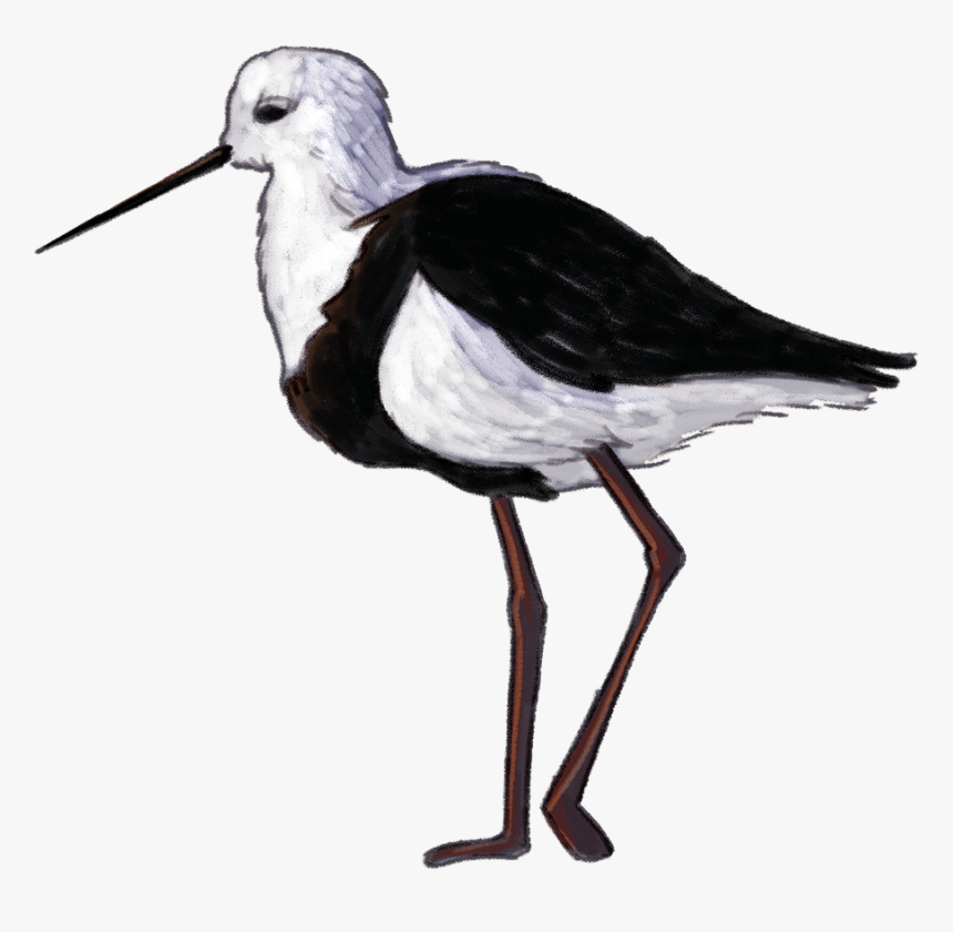 Banded-stilt - Stilt, HD Png Download, Free Download