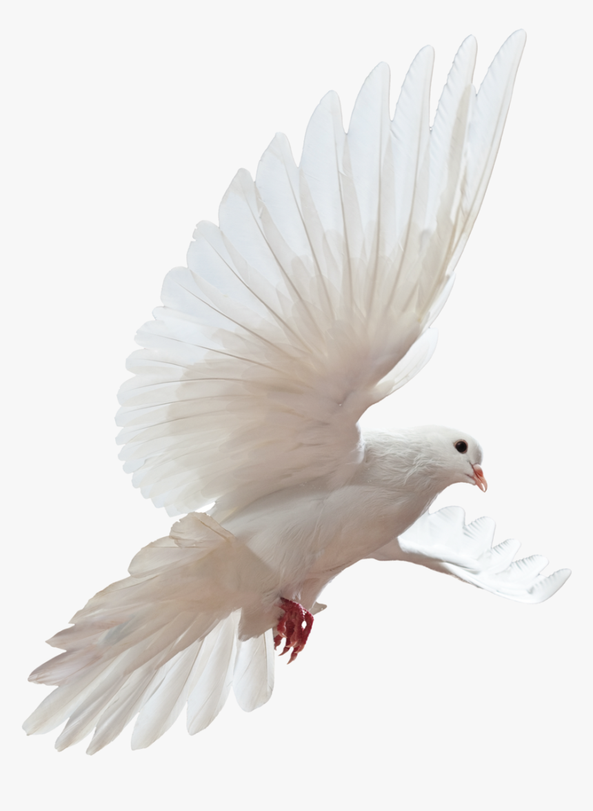 White Bird - Bernoulli's Principle Real Life Examples, HD Png Download, Free Download