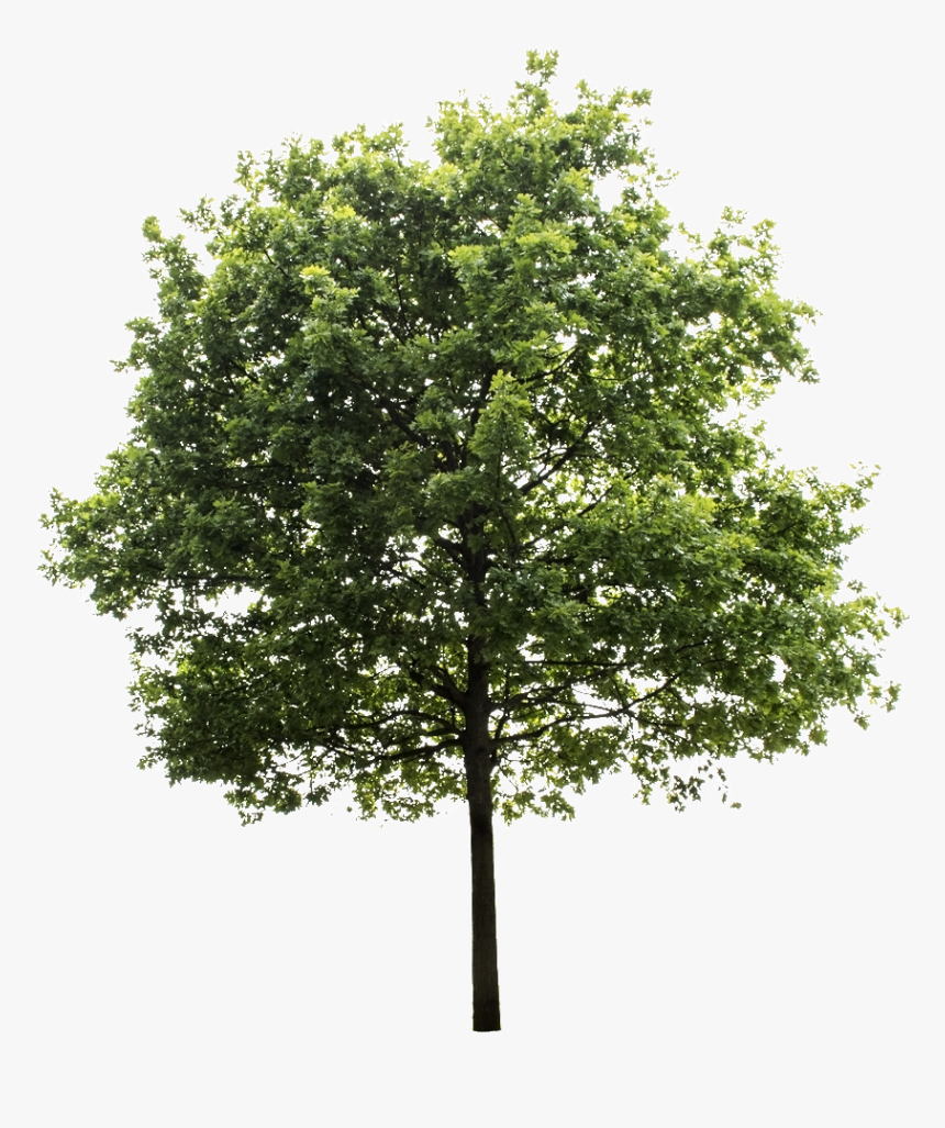 Trees Png Sketch No Background - Transparent Background Tree Png, Png Download, Free Download