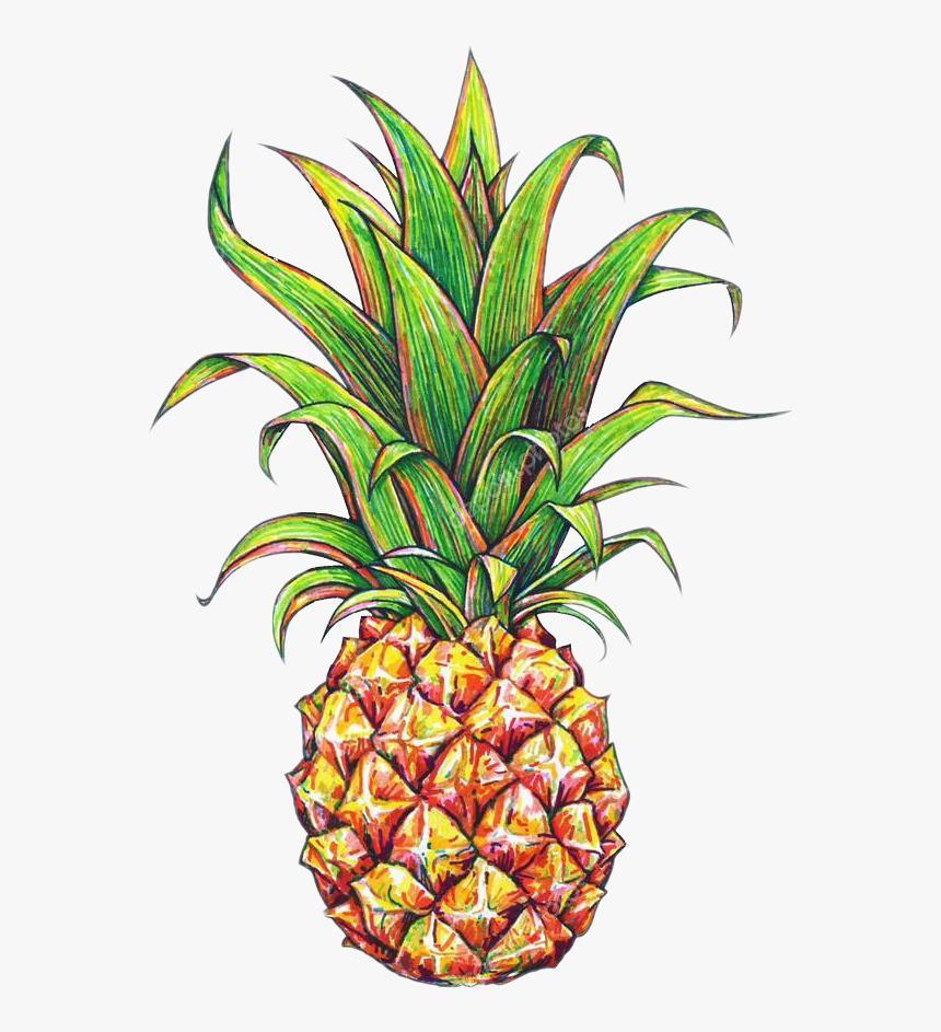 Plant,bromeliaceae,clip Art,food,graphics - Pineapple Drawing, HD Png Download, Free Download