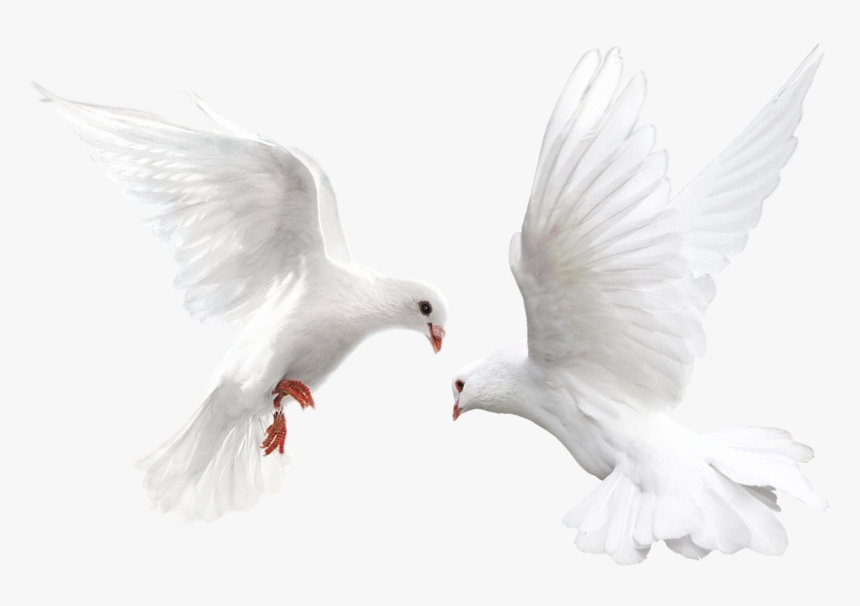 Transparent Pigeons Clipart - White Bird Transparent Background, HD Png Download, Free Download