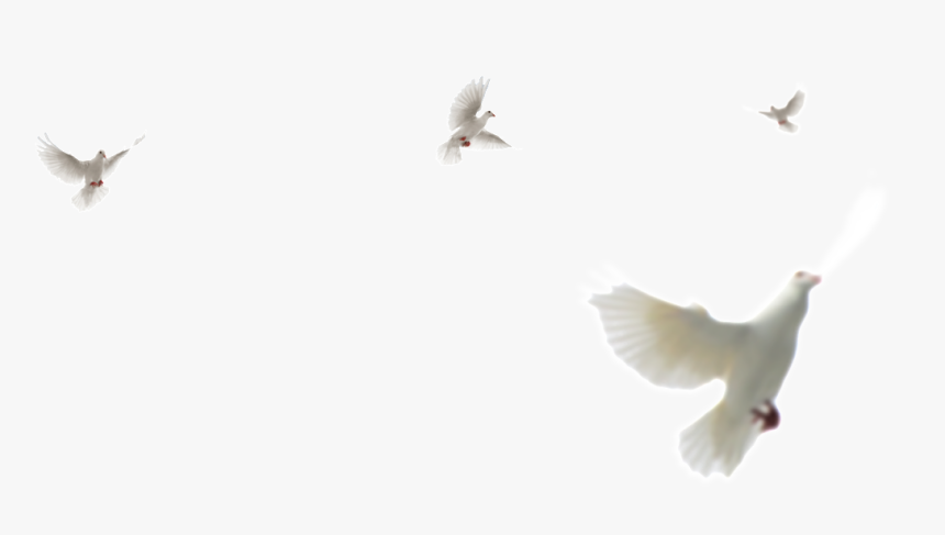 This Product Design Is White Dove Png Element About - Rock Dove, Transparent Png, Free Download