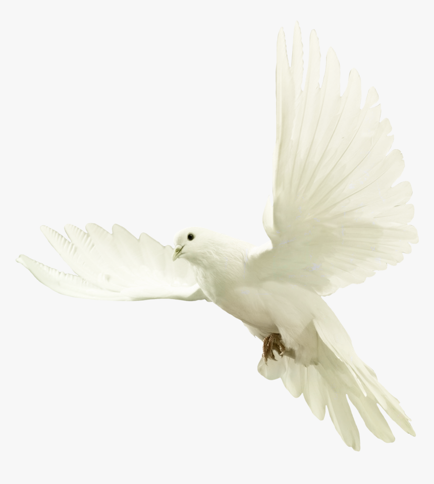 15 August Bird Png, Transparent Png, Free Download