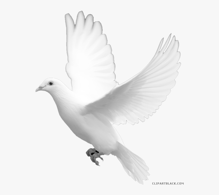 Transparent Dove Clipart Black And White - Wedding White Dove, HD Png Download, Free Download