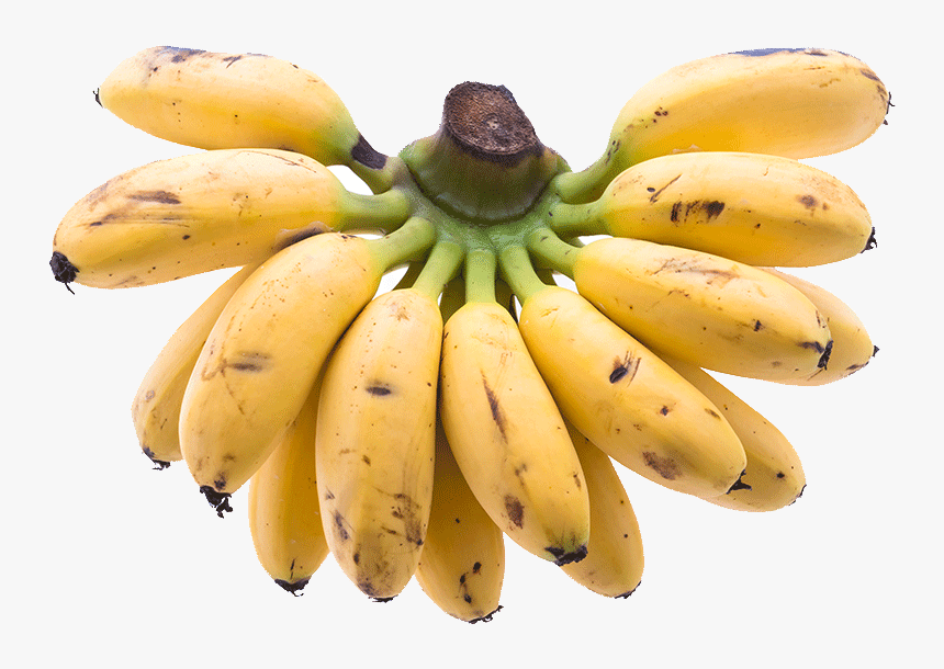 Transparent Bananas Png - Saba Banana Png, Png Download, Free Download